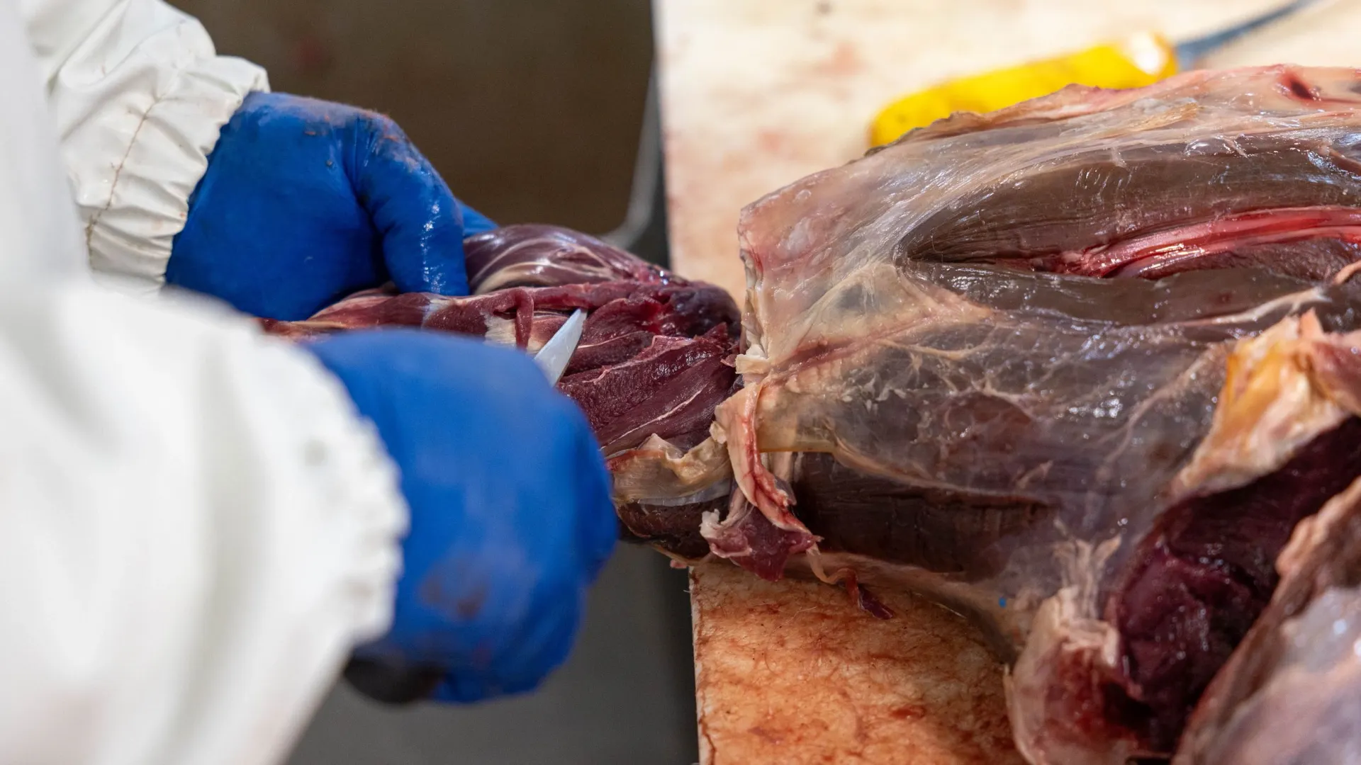 Фото: Александр Чирва / «Ямал-Медиа»