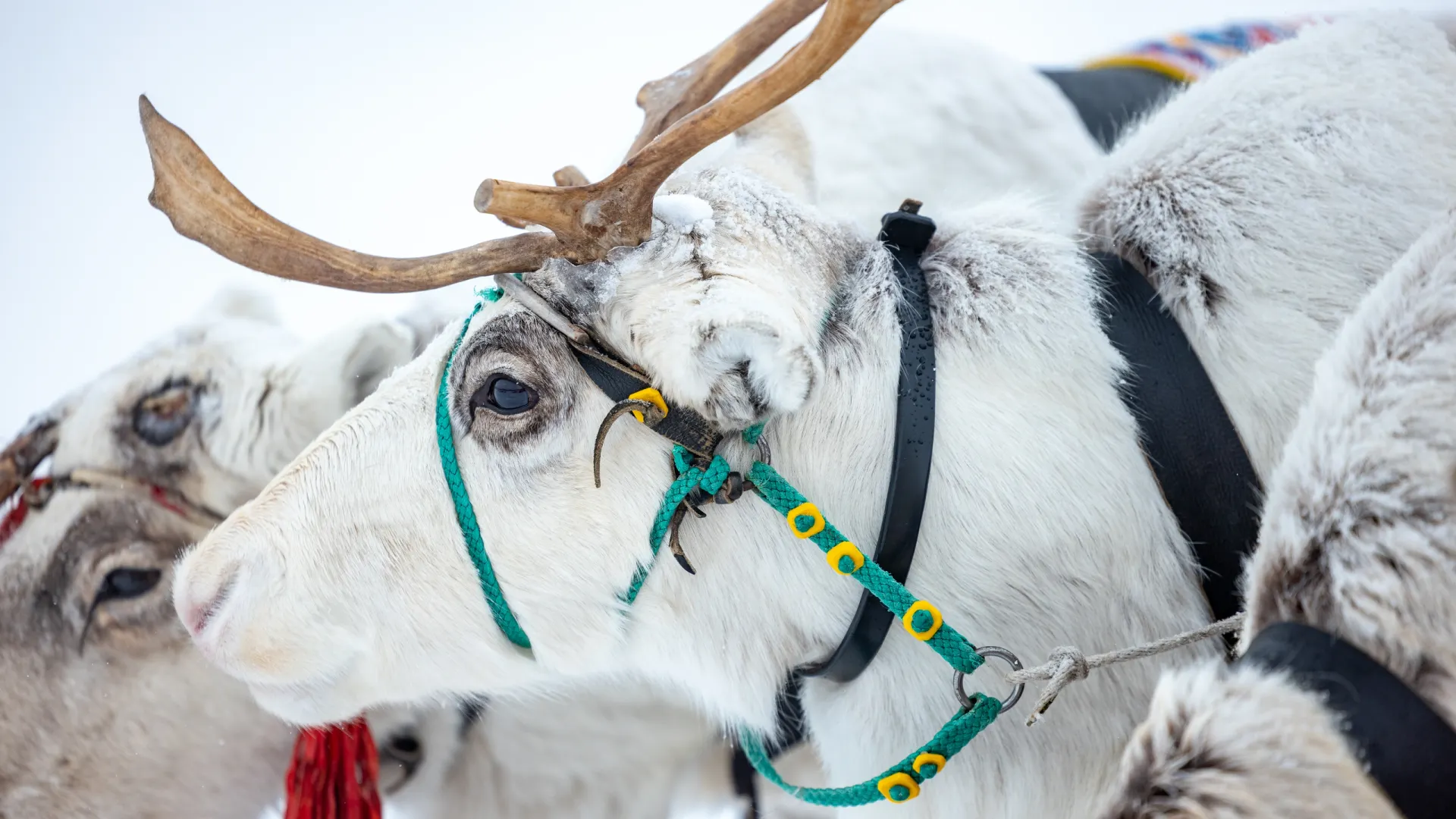 Фото: Сергей Зубков / «Ямал-Медиа»