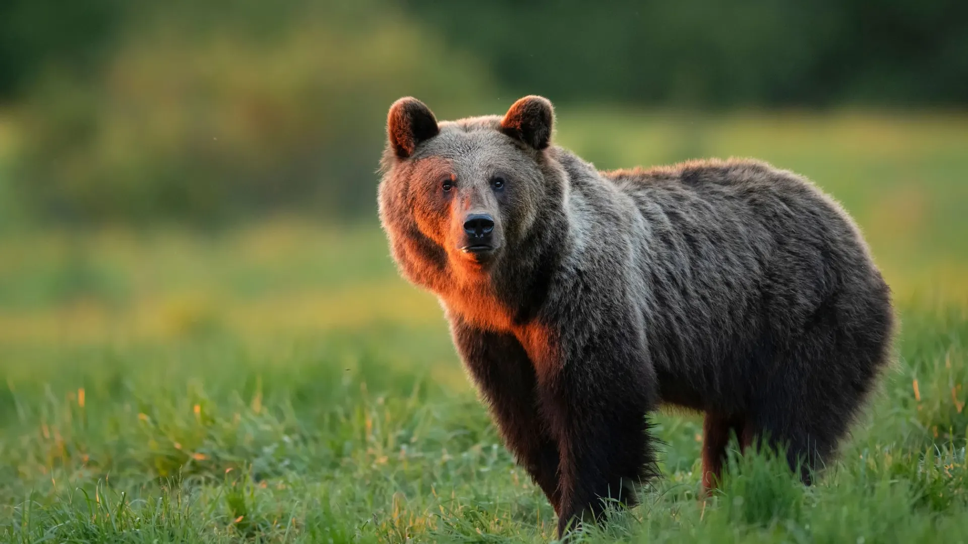 Фото: Piotr Krzeslak / Shutterstock / Fotodom