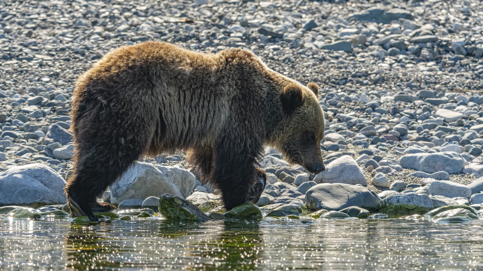 Фото: Ruslan Gubaidullin / Shutterstock / Fotodom