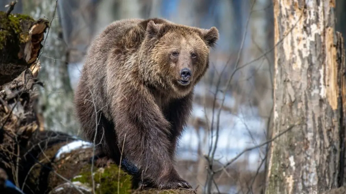 Фото: Volodymyr Burdiak / Shutterstock / Fotodom