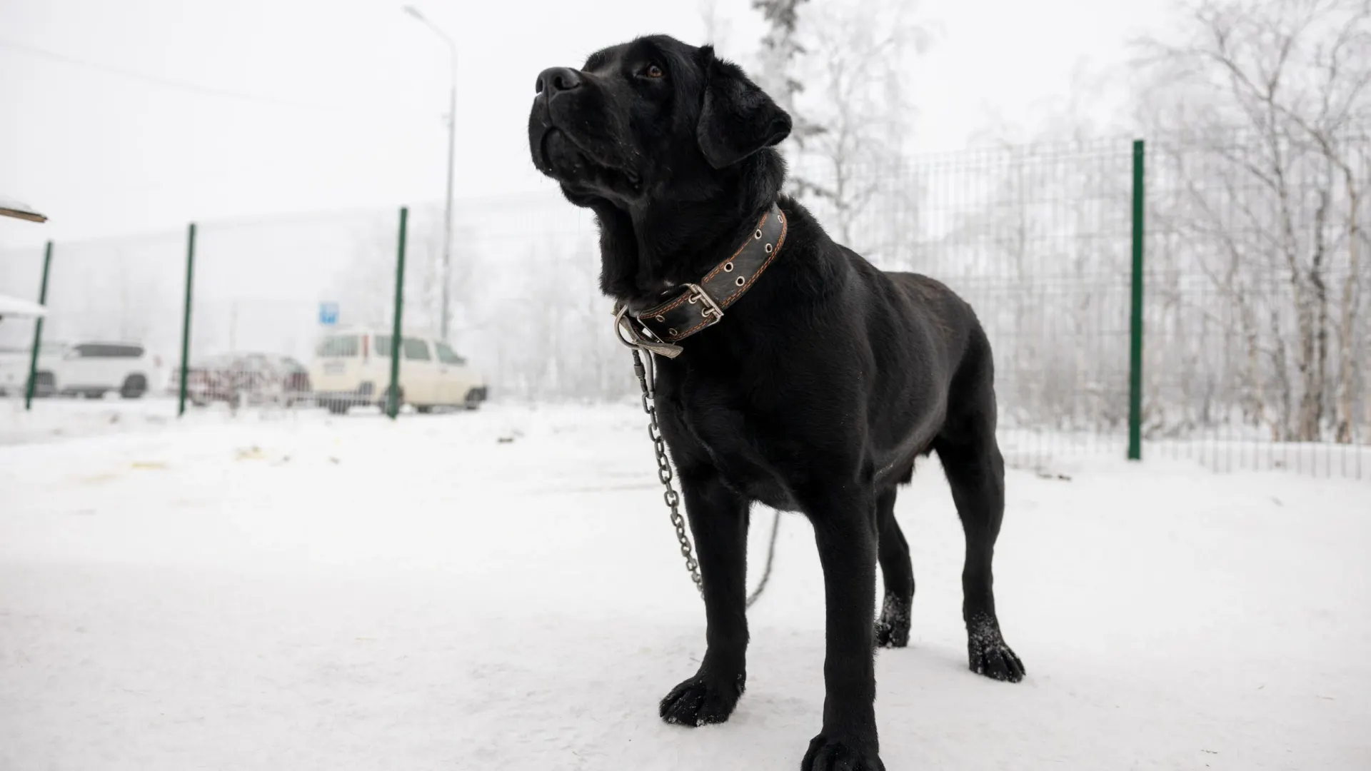 Фото: Федор Воронов / «Ямал-Медиа»