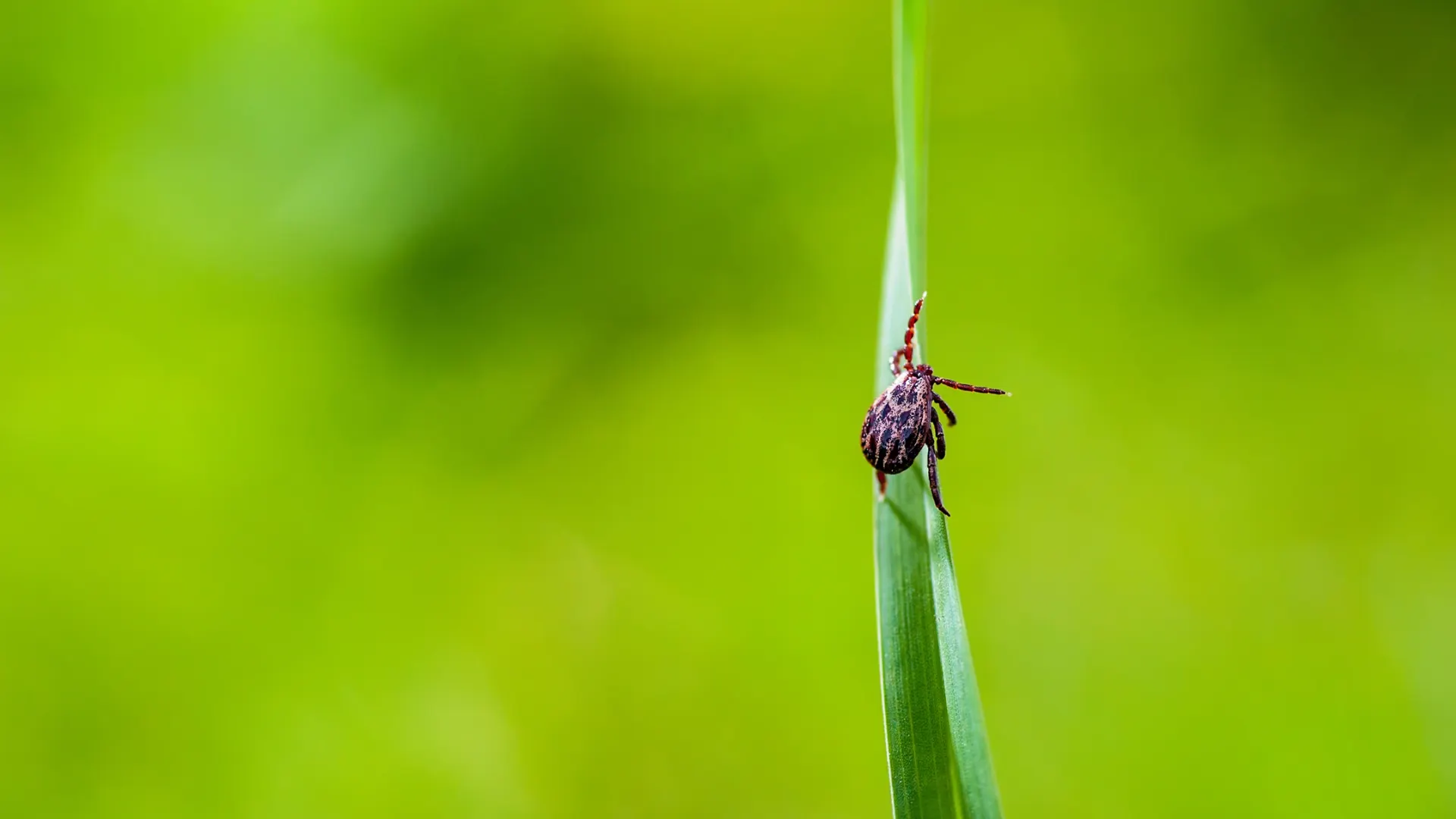 Фото: nechaevkon/Shutterstock/Fotodom