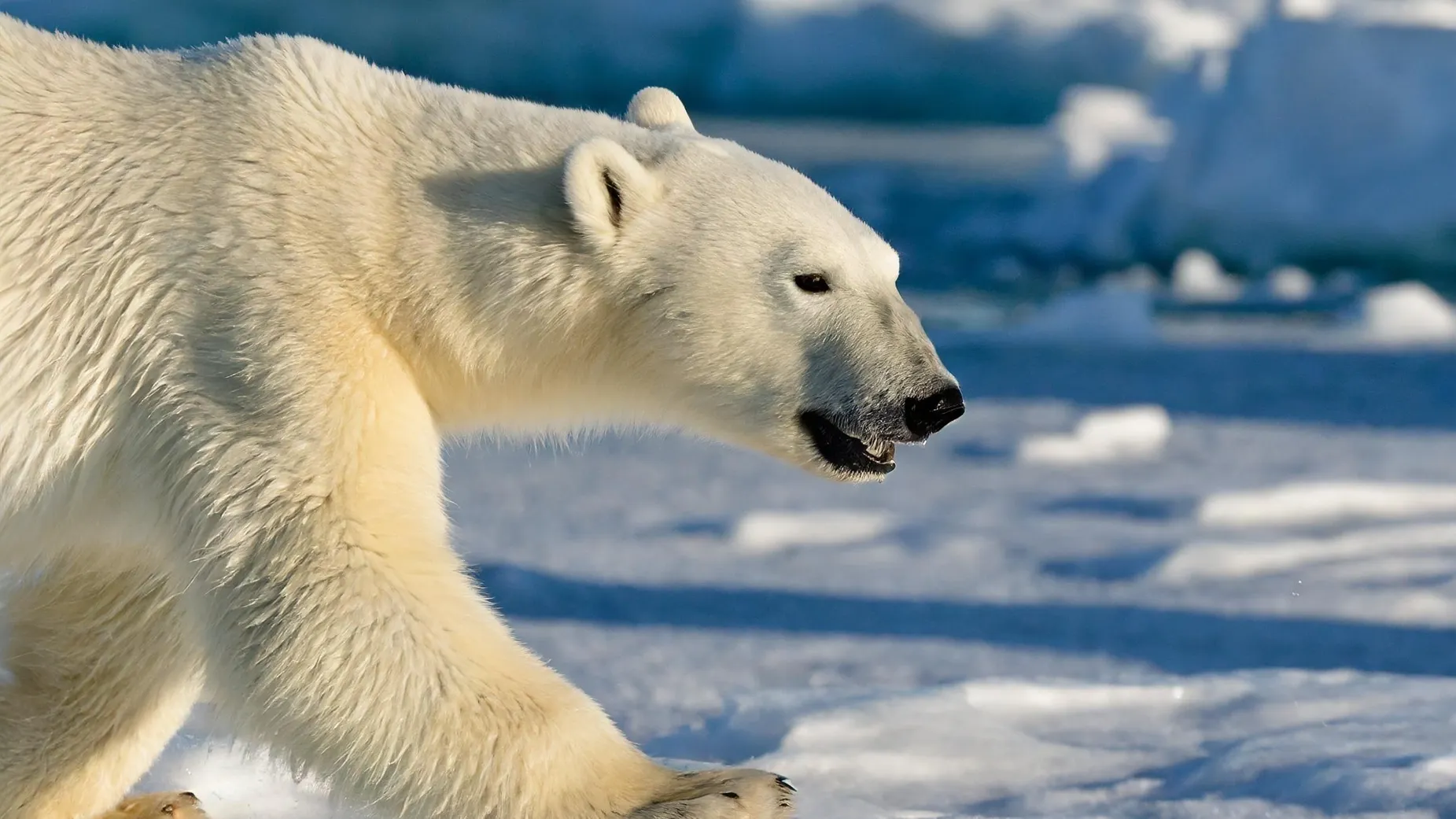 Фото: Chase D'animulls / Shutterstock / Fotodom