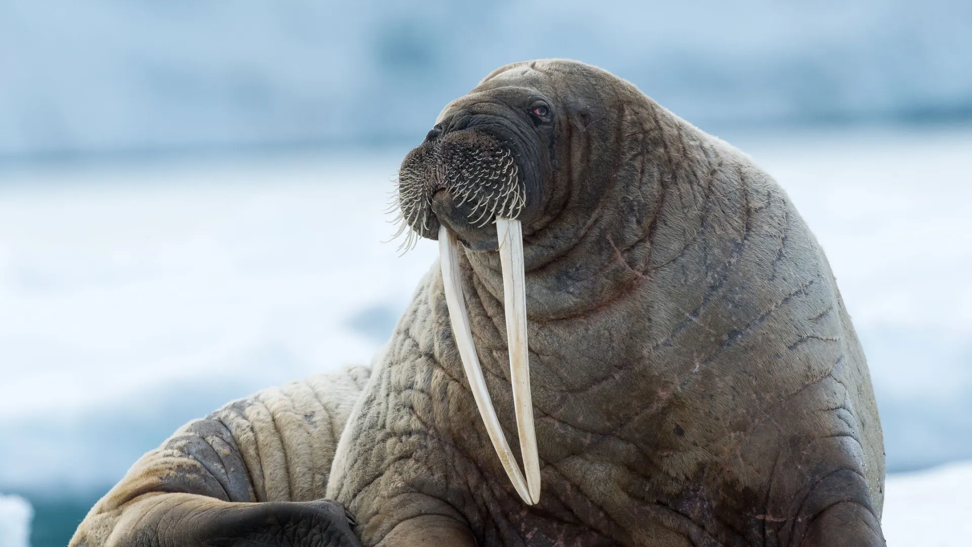 Фото: Mats Brynolf/Shutterstock/Fotodom