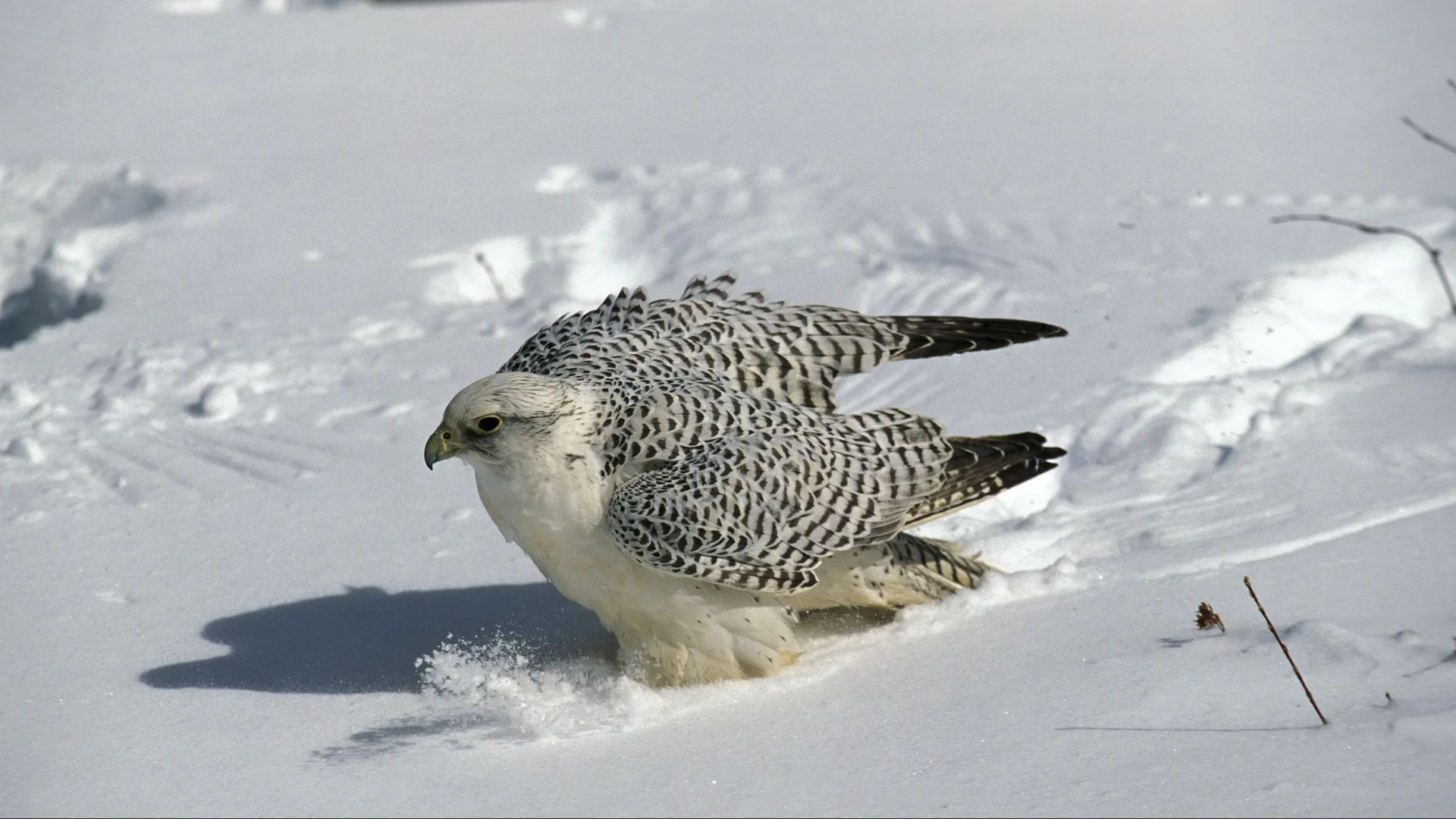 Поздняя весна повлияла на гнездование кречетов. Фото:  slowmotiongli/Shutterstock/Fotodom