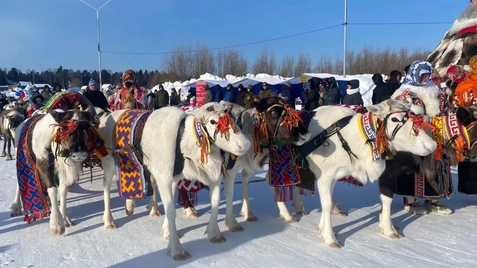 День оленевода в Новом Уренгое впервые проводится с таким размахом. Фото: Артем Осицкий / «Ямал-Медиа»