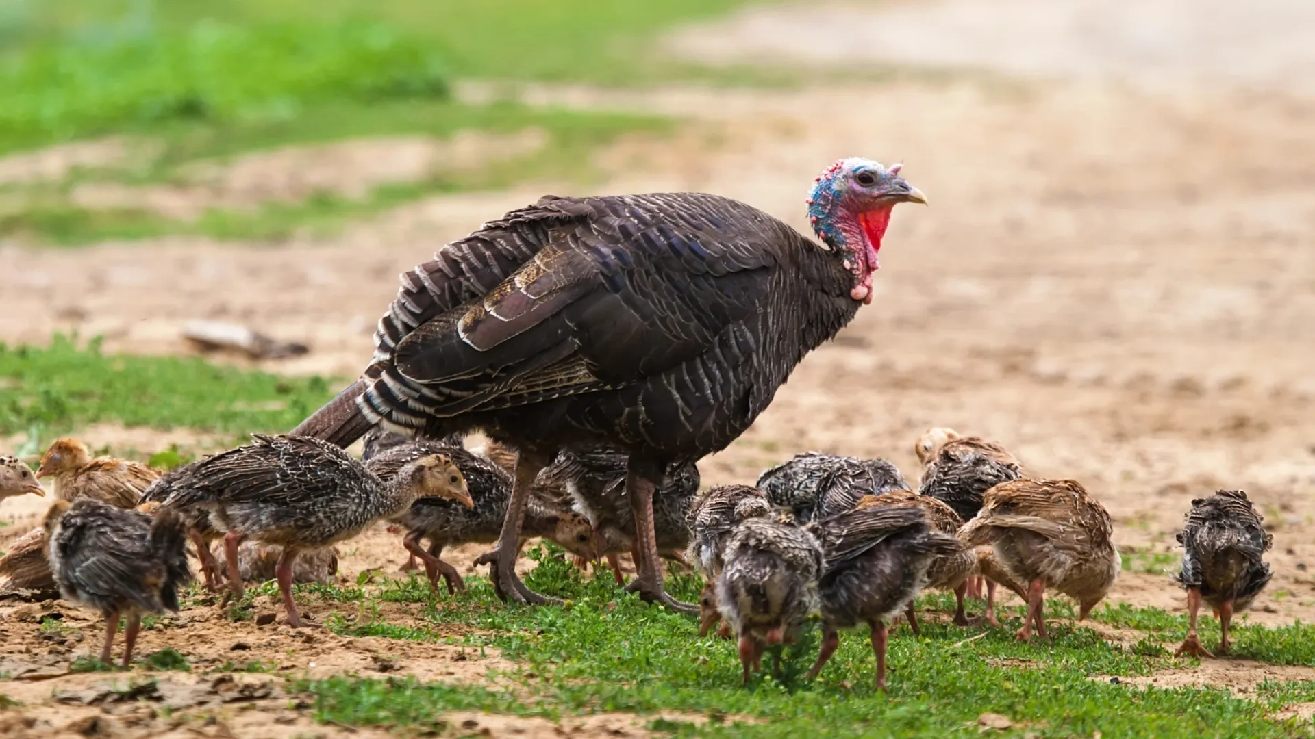 Фото: Serhii Hrebeniuk / Shutterstock / Fotodom