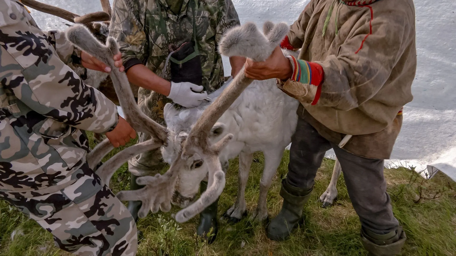Работа в тундре требует не только знаний, но и умения наладить контакт с оленеводами, физподготовка тоже важна. Фото: Андрей Ткачев / «Ямал-Медиа»