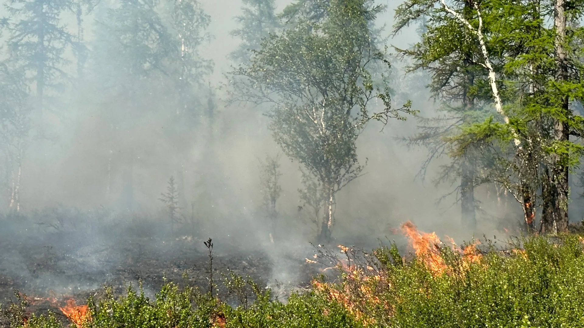 Фото:  Вера Дронзикова / «Ямал-Медиа»