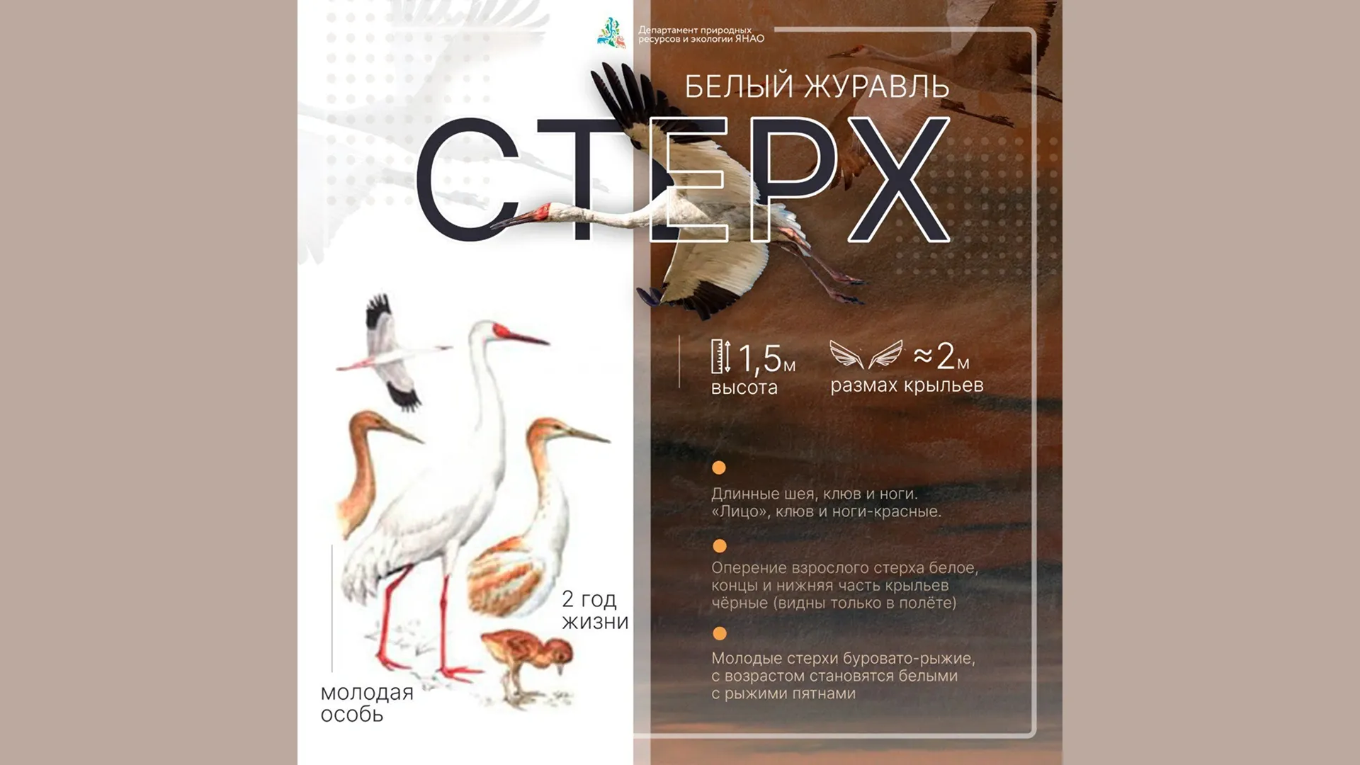 Изображение взято из t.me/dprryanao