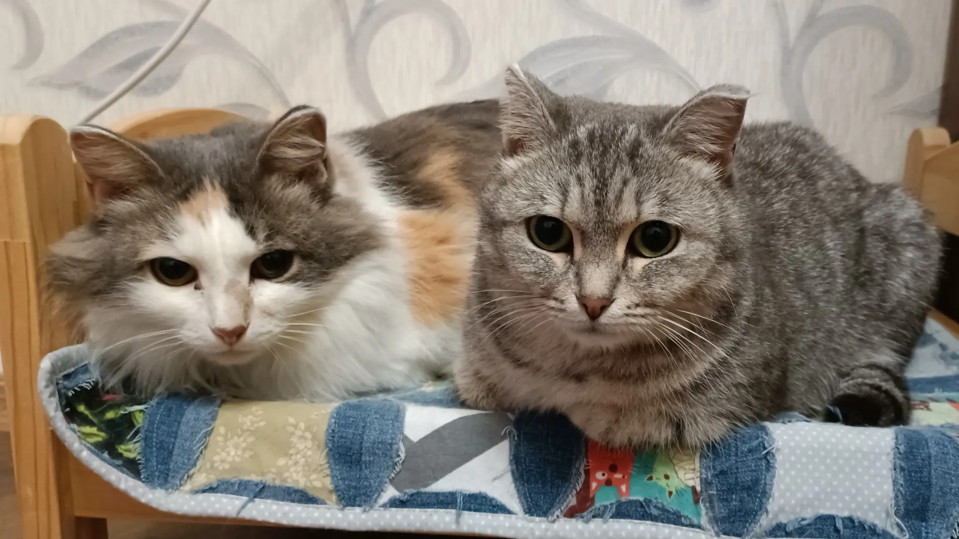 Две подружки — Рин и Мымра. Фото предоставлено Ольгой Макаренко