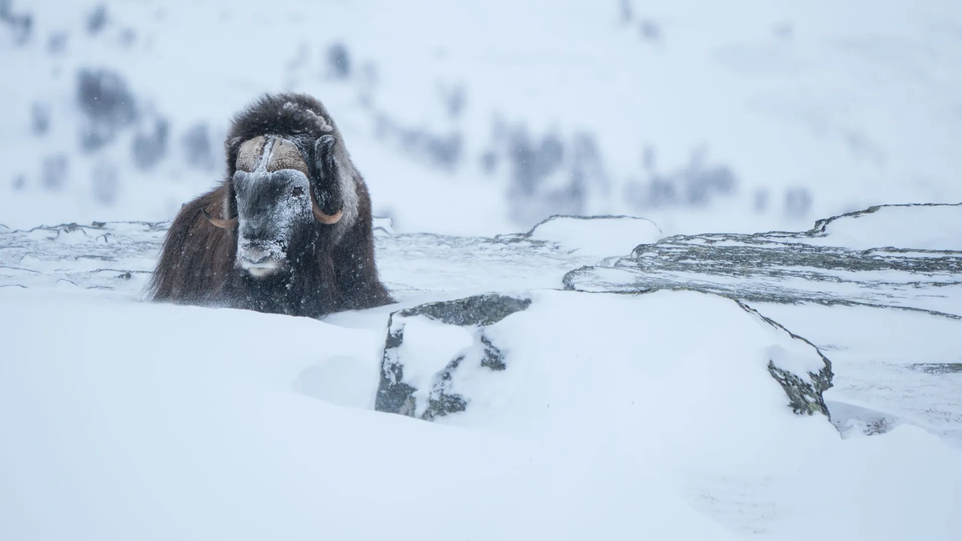 В парке «Ингилор» туристов встретят овцебыки. Фото: Daniel Marian / Shutterstock / Fotodom