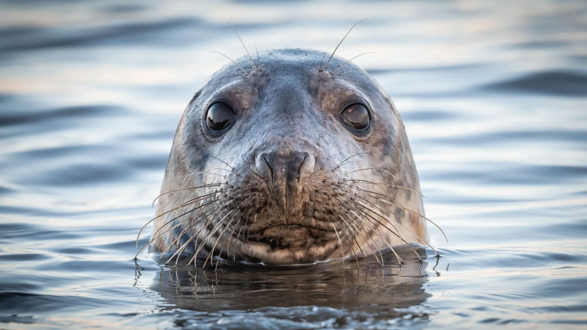 Фото: Lynn Batchelor-Browning / Shutterstock / Fotodom