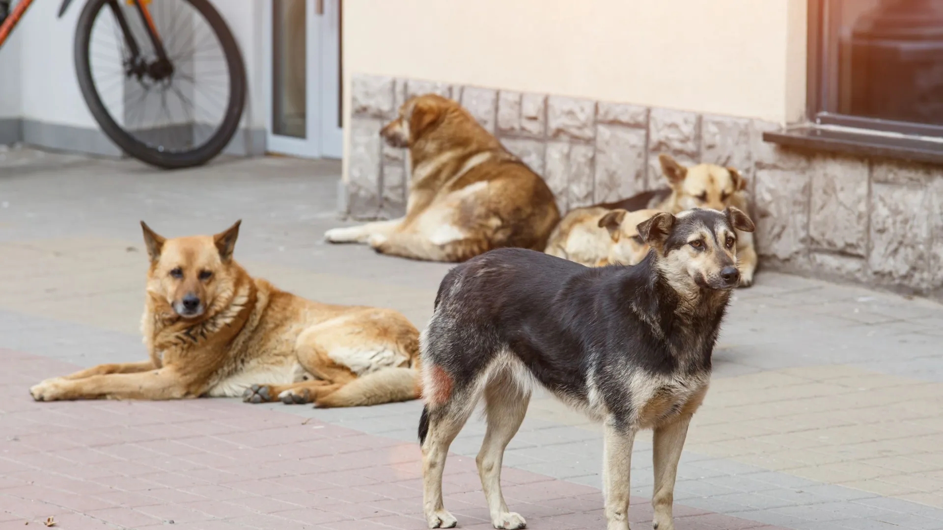 Фото: Bukhta Yurii / Shutterstock / Fotodom