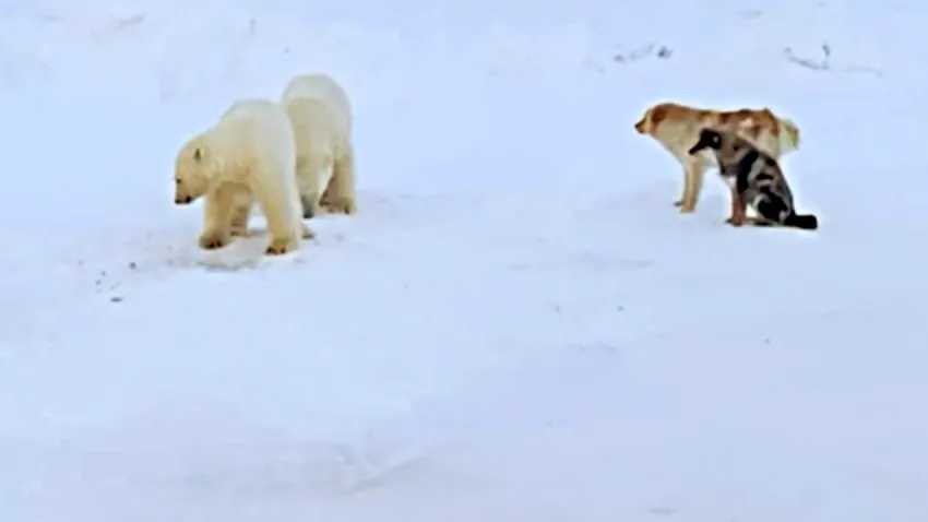 Фото с видео: gazovik.info