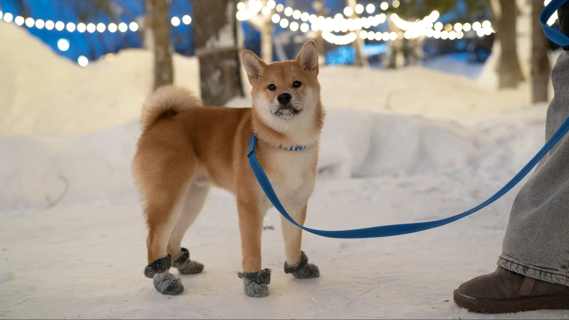 Конец февраля был невероятно теплым для долгих прогулок со своими любимцами. Фото: Сергей Зубков / «Ямал-Медиа» 