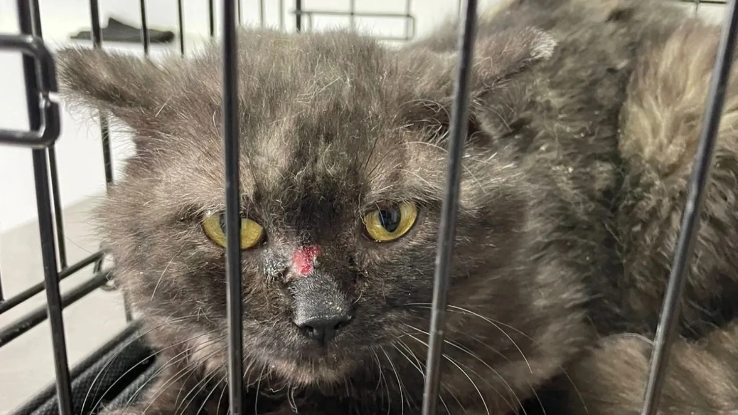 Фото: vk.com/priyut89