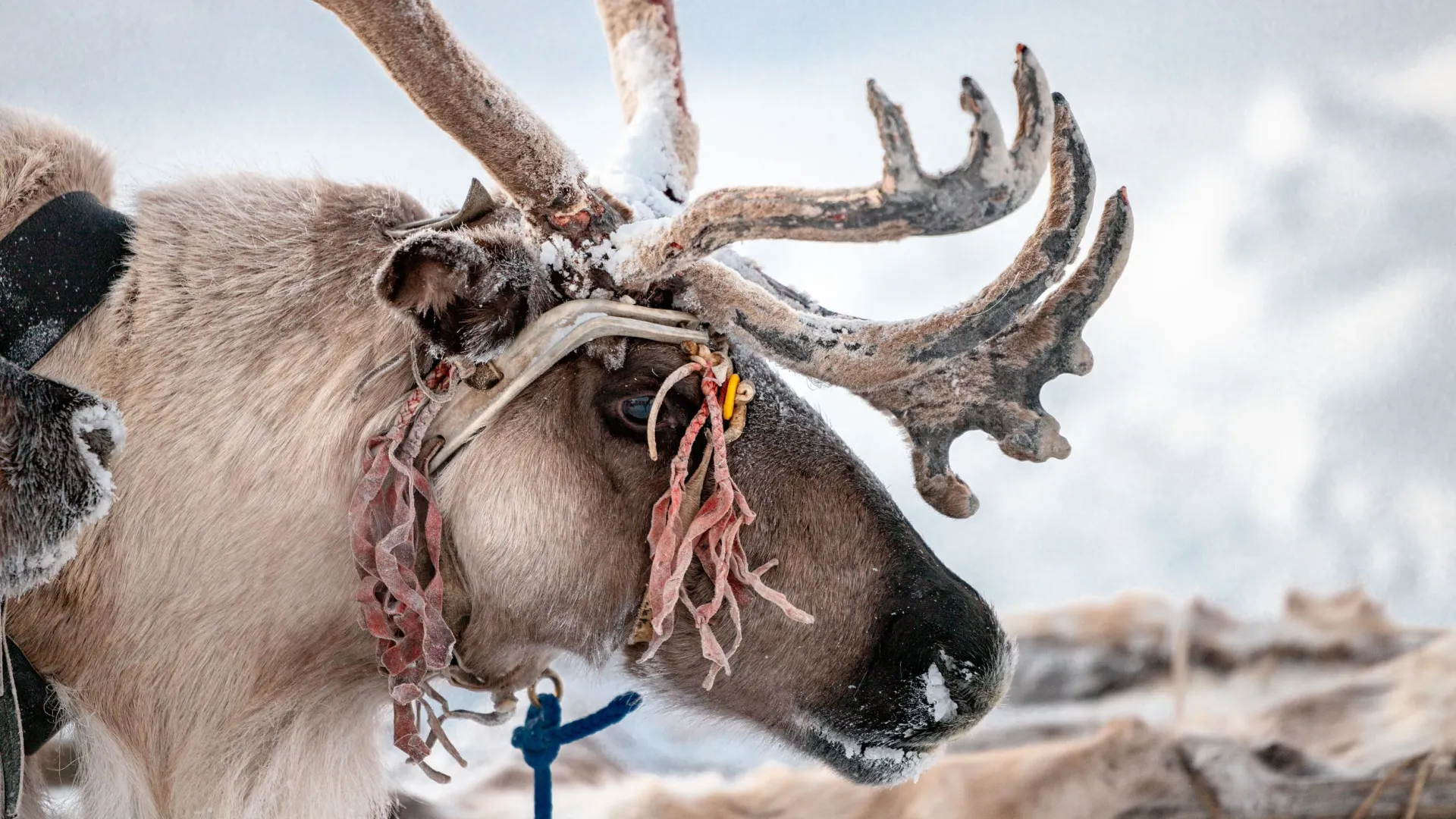 Фото: Сергей Зубков / «Ямал-Медиа»