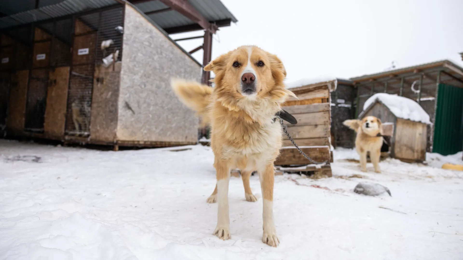Фото: Федор Воронов / «Ямал-Медиа»