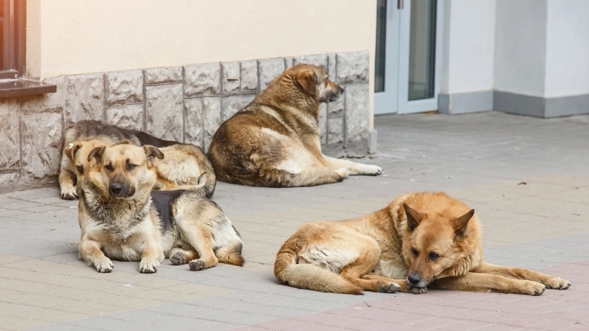Фото: Bukhta Yurii / Shutterstock / Fotodom