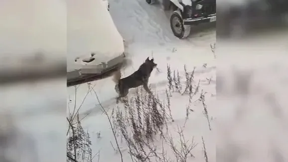 Бродячие собаки – частые гости во дворах Лабытнанги. Фото: кадр из видео vk.com/lbtinfo?w=wall-76723711_1551544