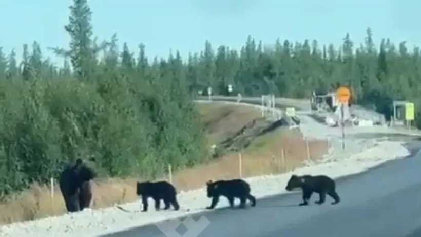 Фото: скриншот видео t.me/iapriuralye
