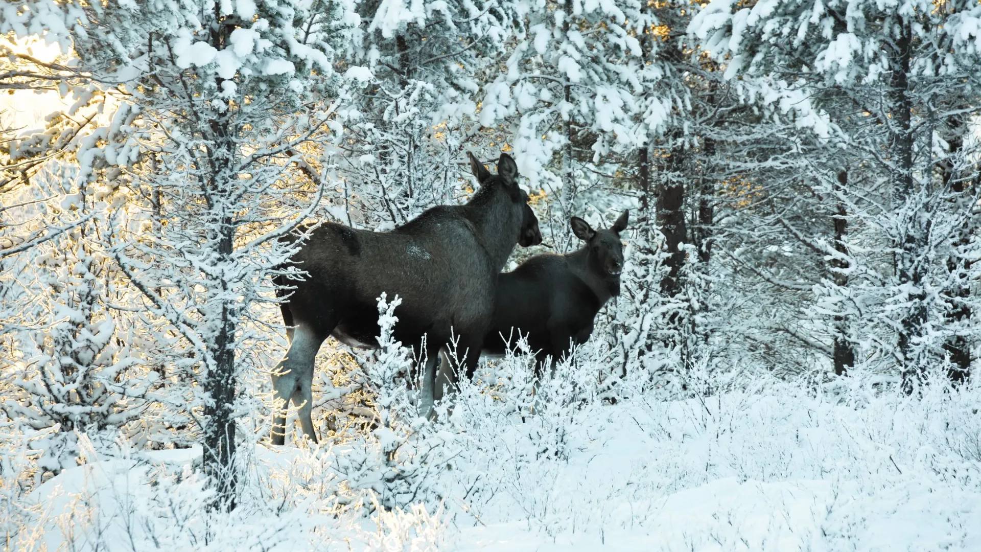 Фото: Dimitri Tymchenko / Shutterstock / Fotodom