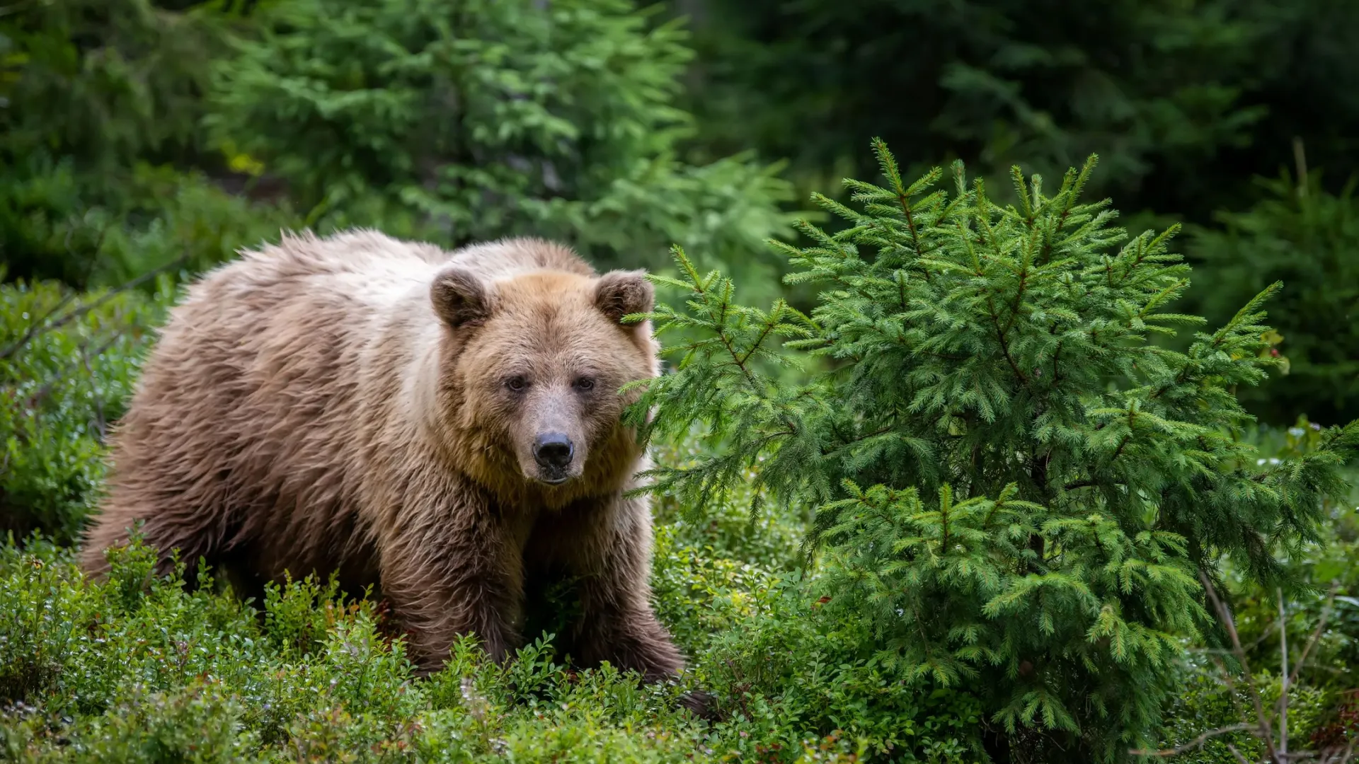 Фото: Volodymyr Burdiak / Shutterstock / Fotodom
