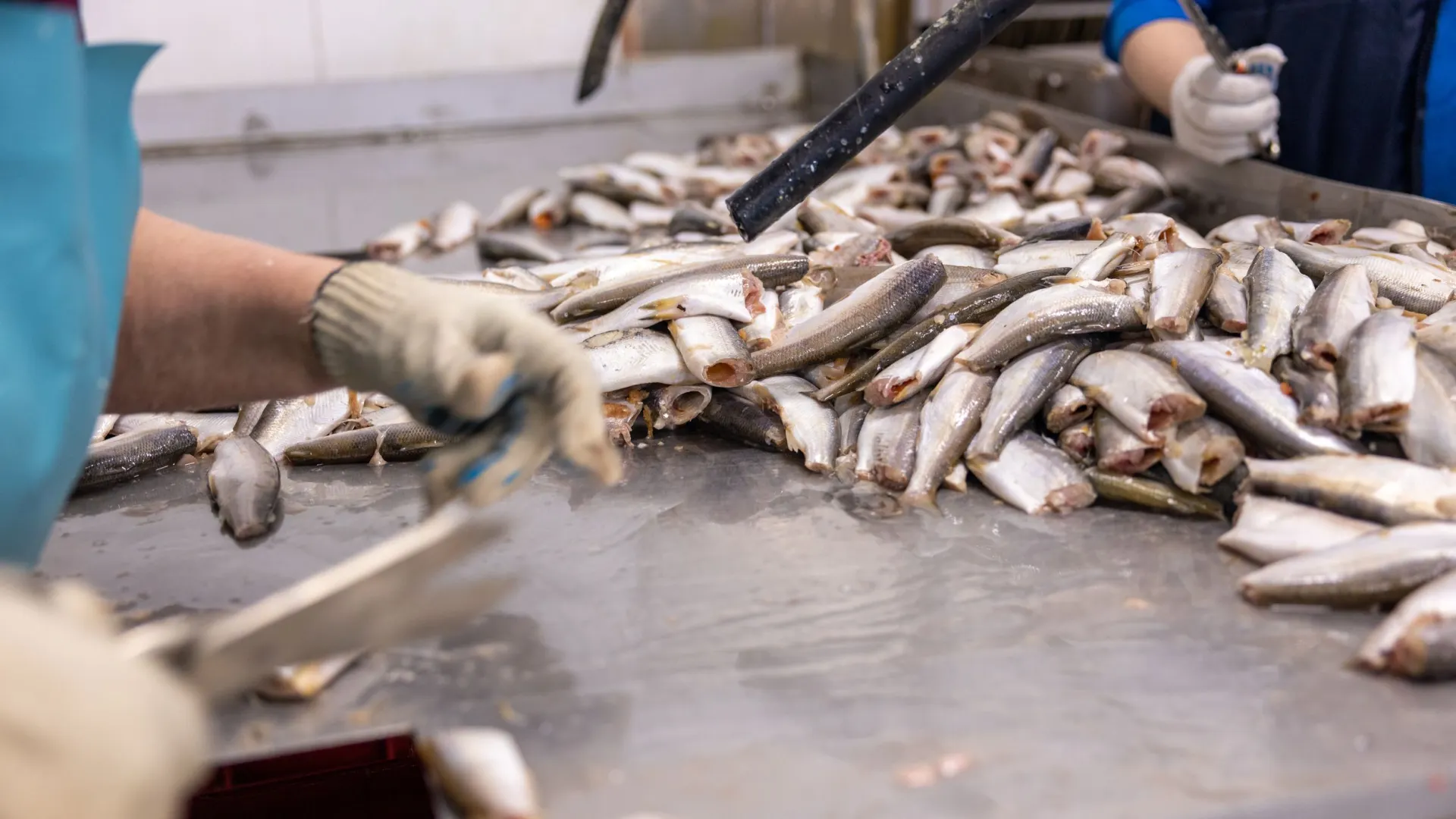 Фото: Федор Воронов / «Ямал-Медиа»