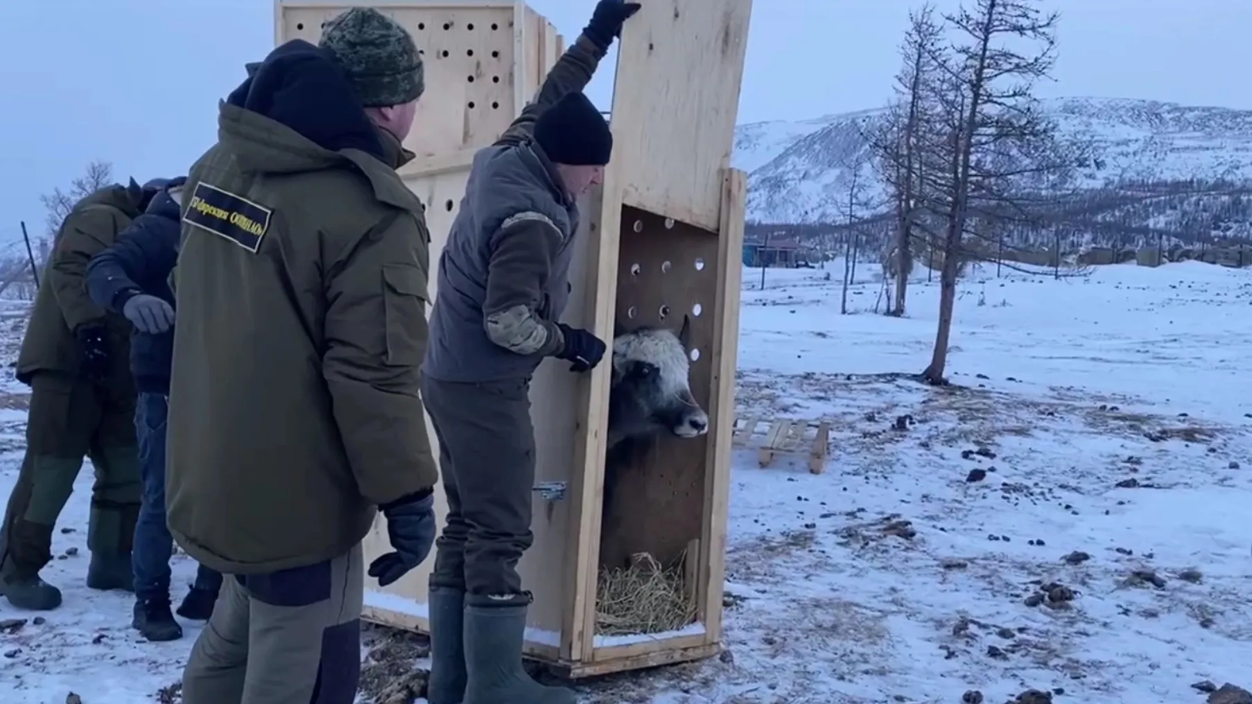 Дорогу в четыре тысячи километров животные преодолели спокойно. Кадр из видео «Ямал-Медиа»