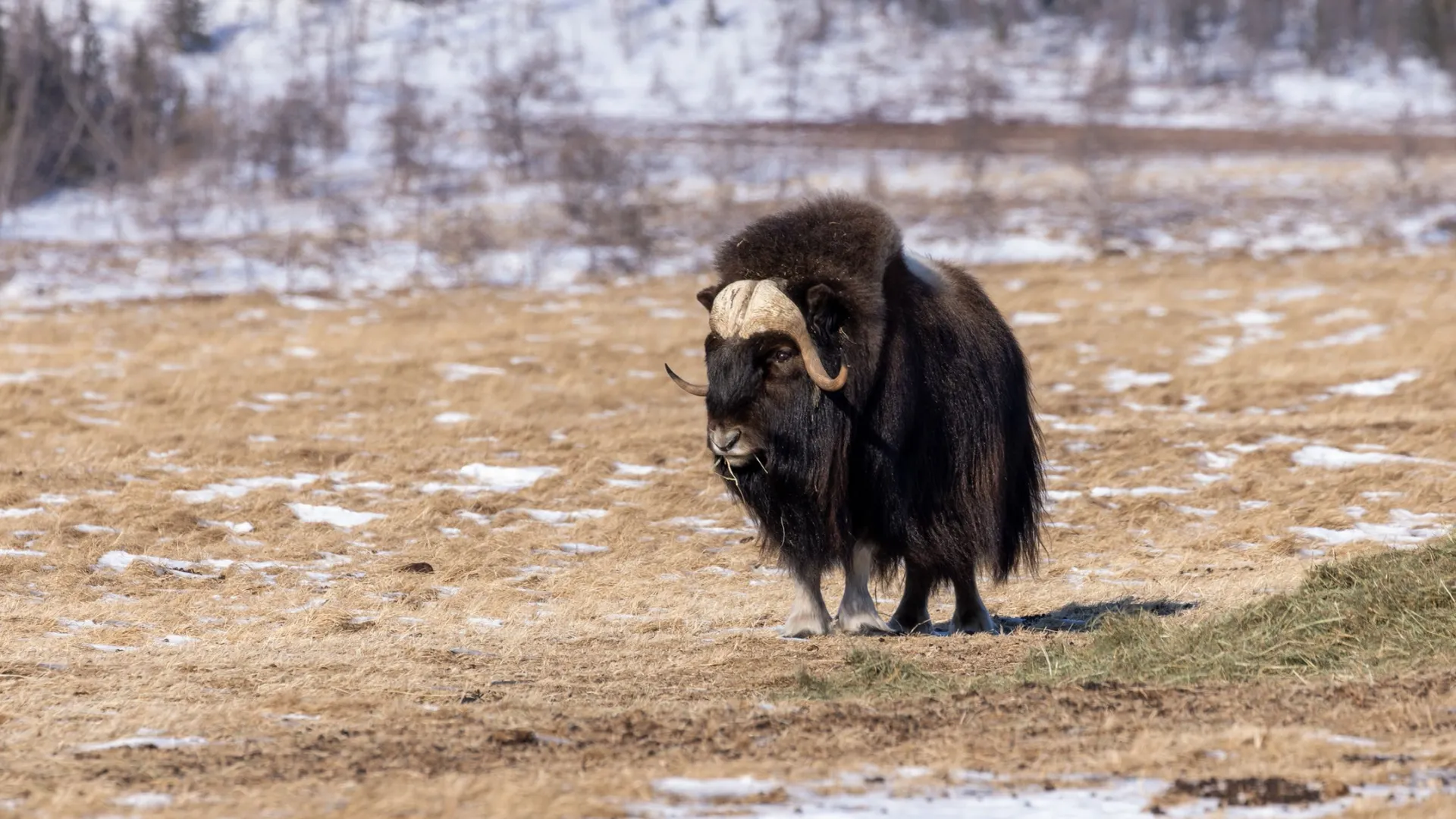 Фото: Федор Воронов / «Ямал-Медиа»