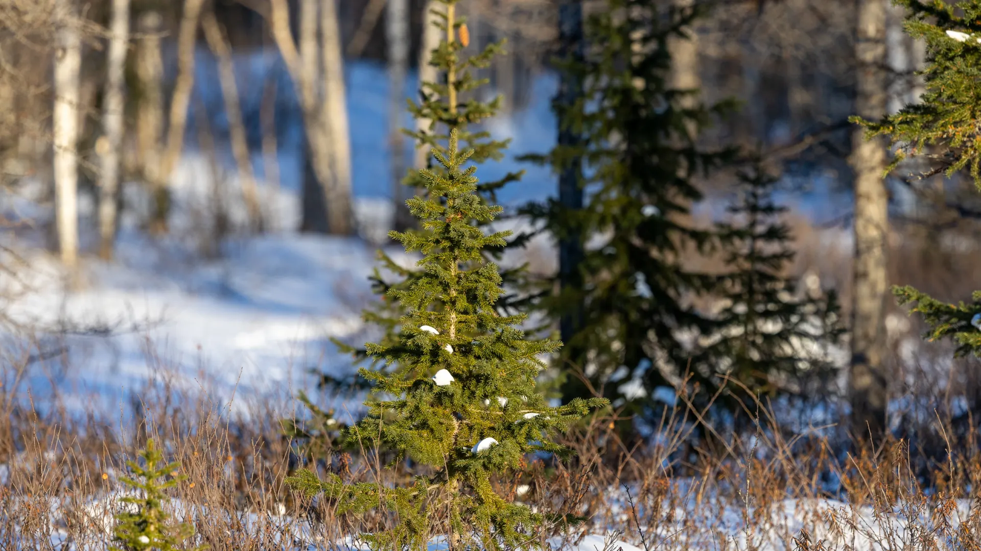 Фото: Федор Воронов / «Ямал-Медиа»