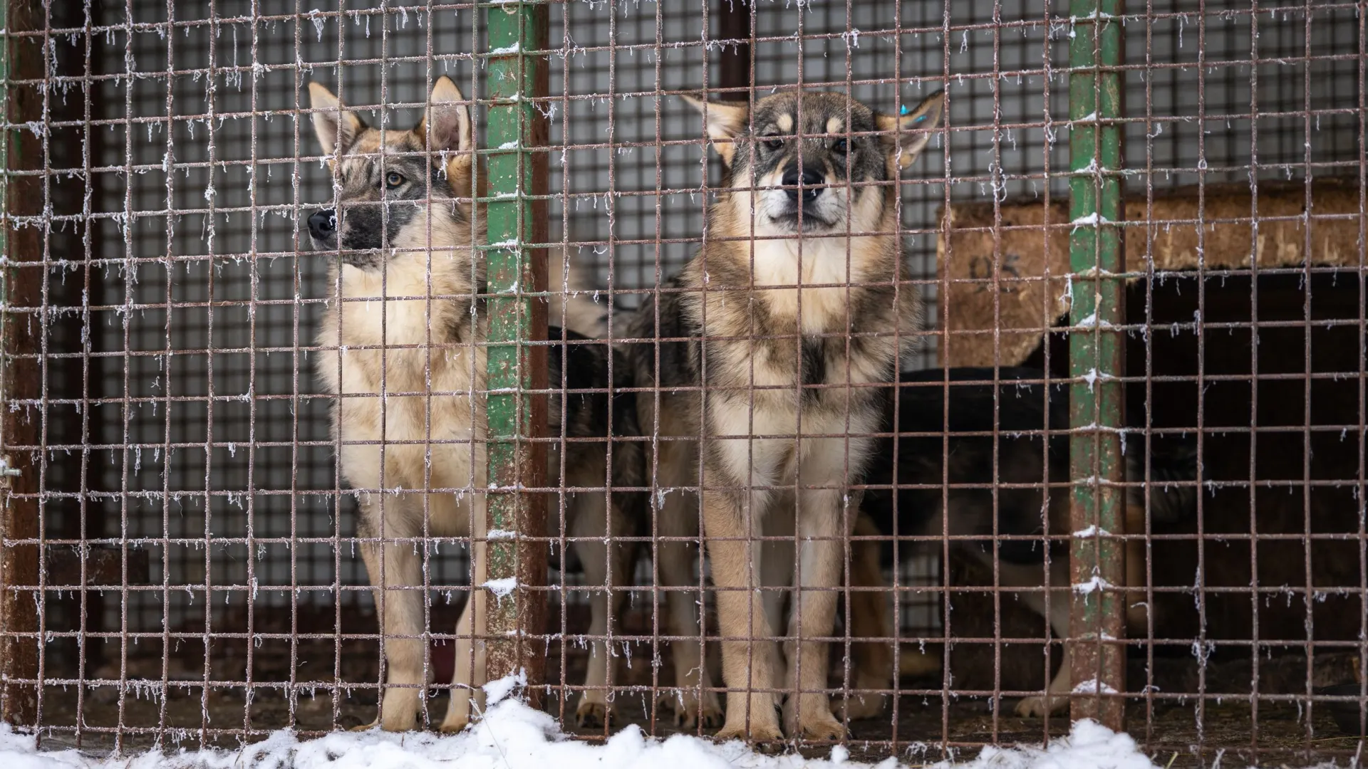 Фото: Федор Воронов / «Ямал-Медиа»