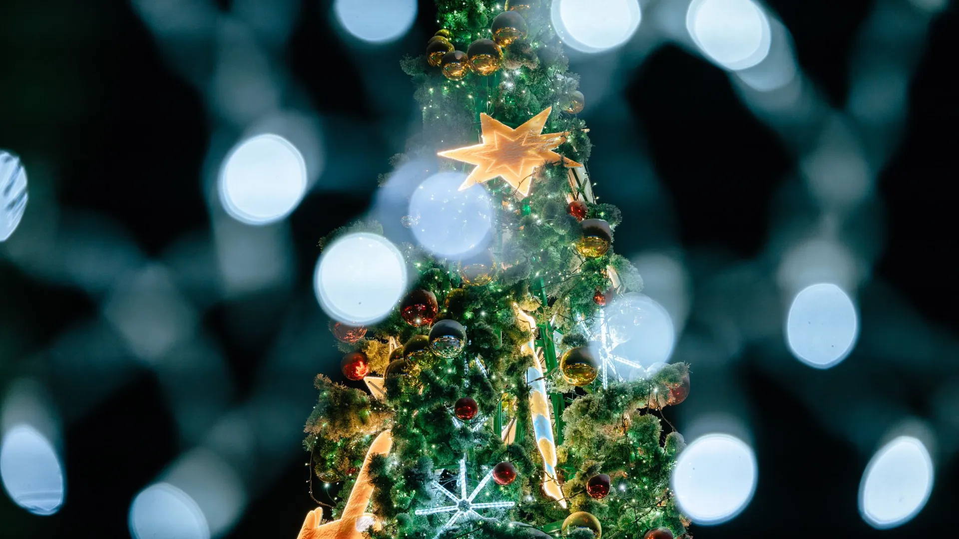 Раз, два, три, елочка, гори! Фото: Федор Воронов / «Ямал-Медиа»