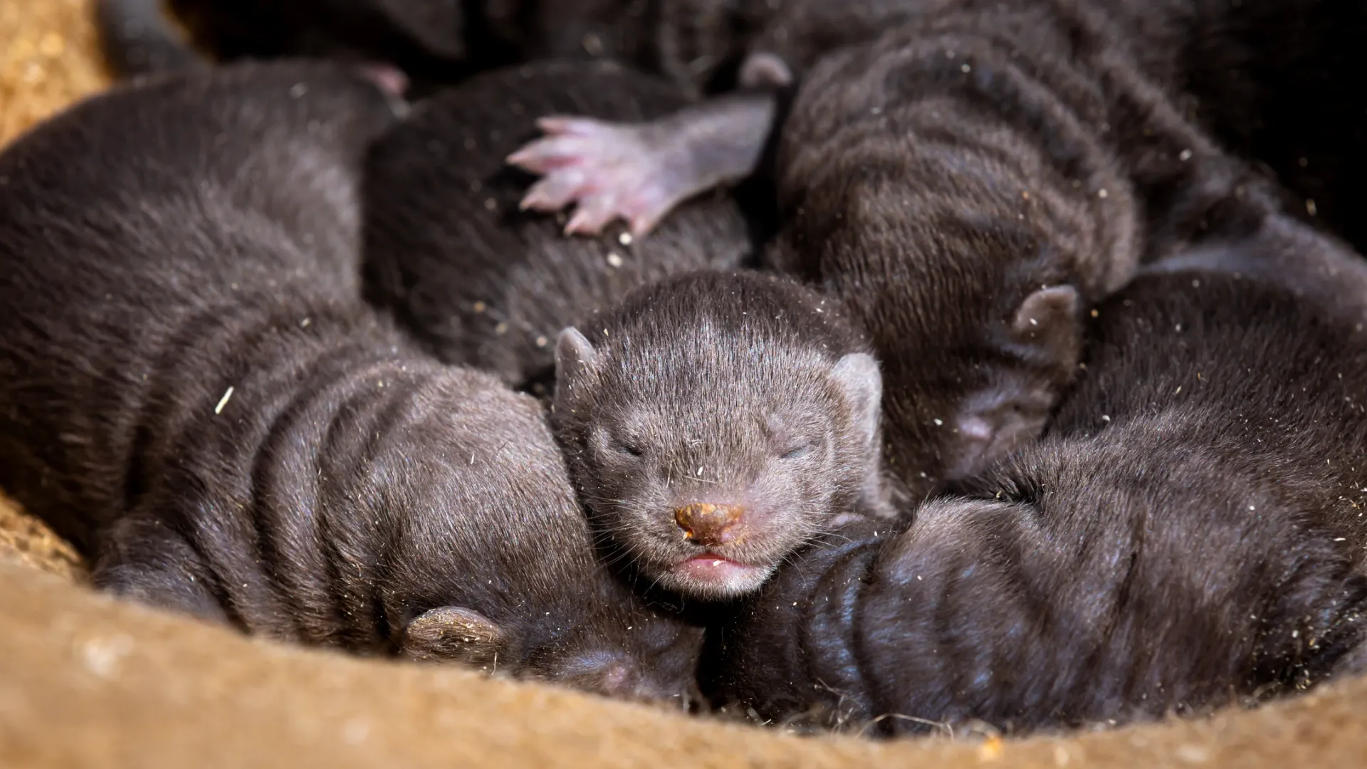 С началом зимы пушные зверьки мигрируют в поисках еды. Фото: Konstantin Sokolov1973 / Shutterstock / Fotodom