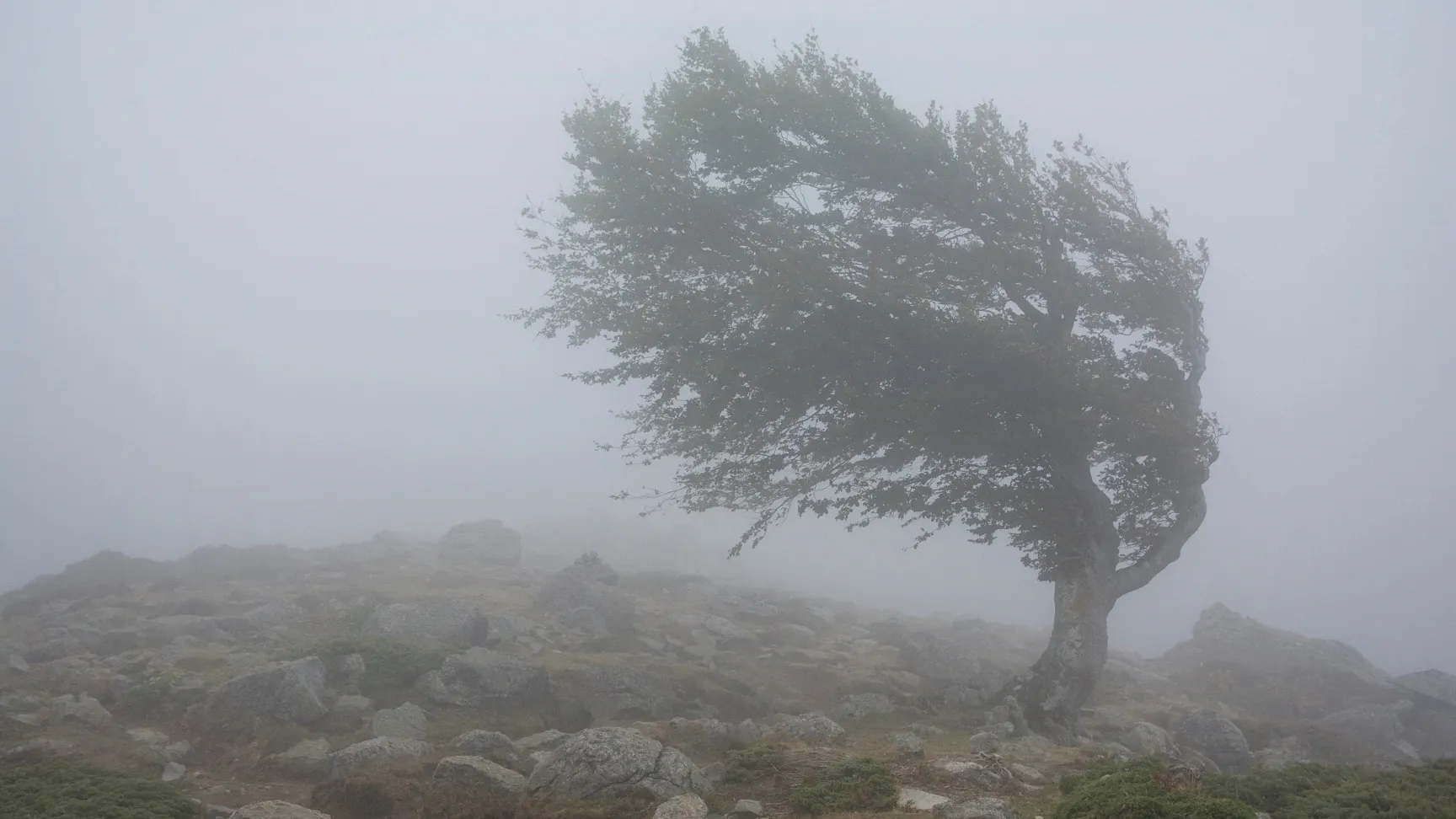 Фото: SingerGM /  Shutterstock / Fotodom