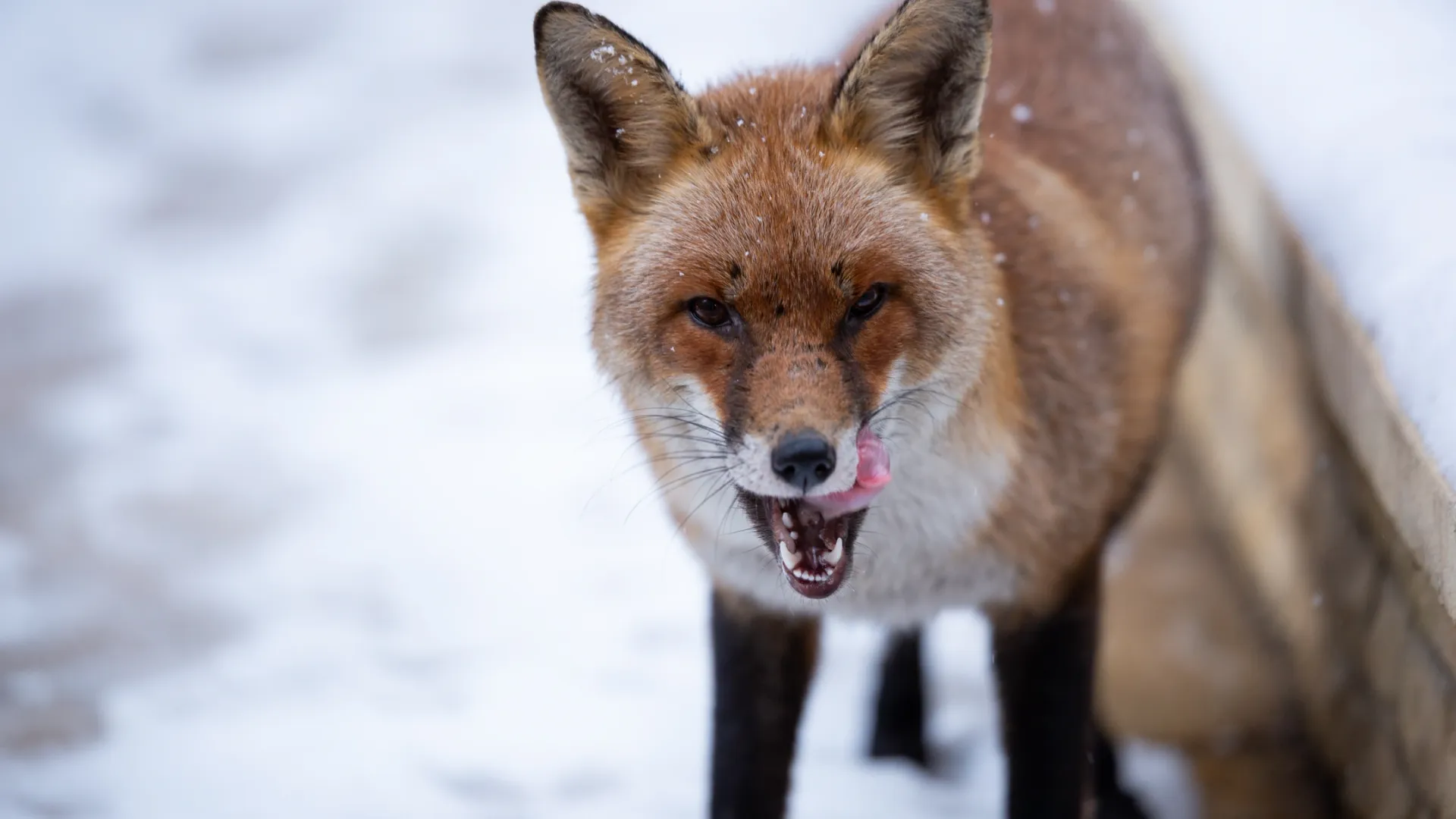 Голодная лиса бродит в Новом Уренгое. Фото: Leonid Lev/Shutterstock/Fotodom