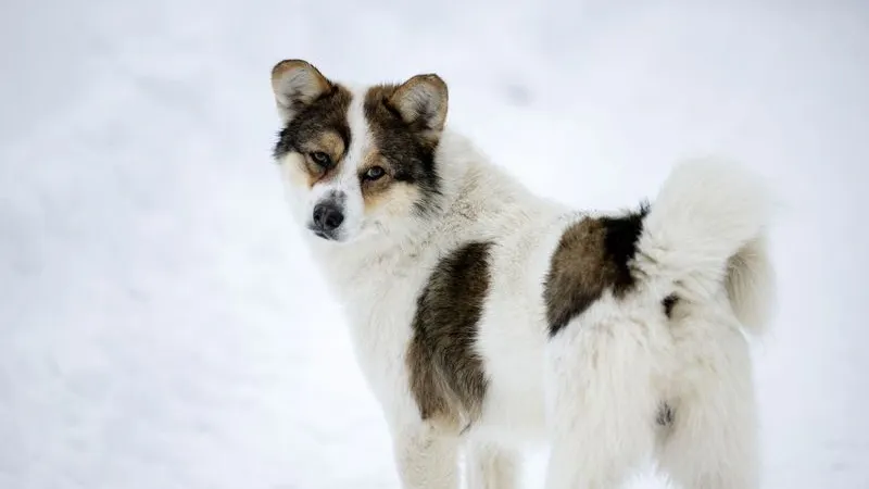 Фото: Julia Chudinova/«Ямал-Медиа»