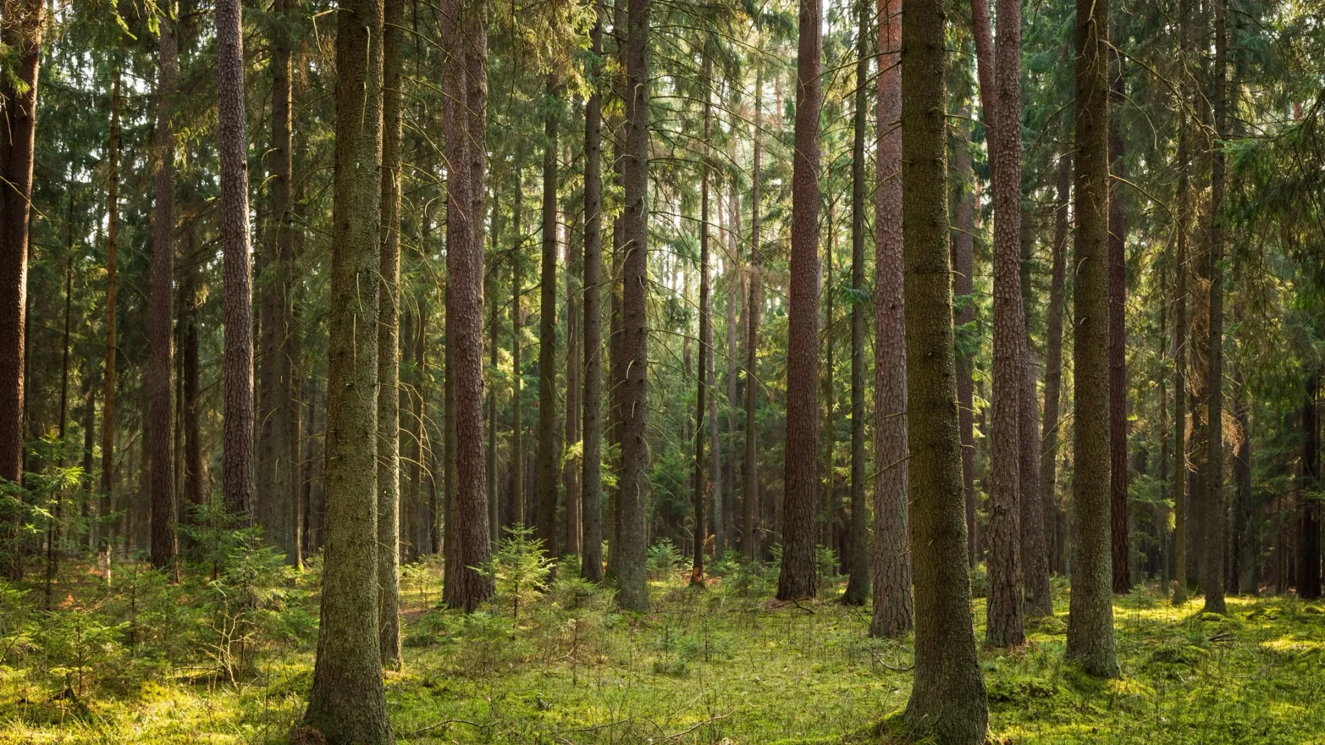 Фото: Szczepan Klejbuk / Shutterstock / Fotodom