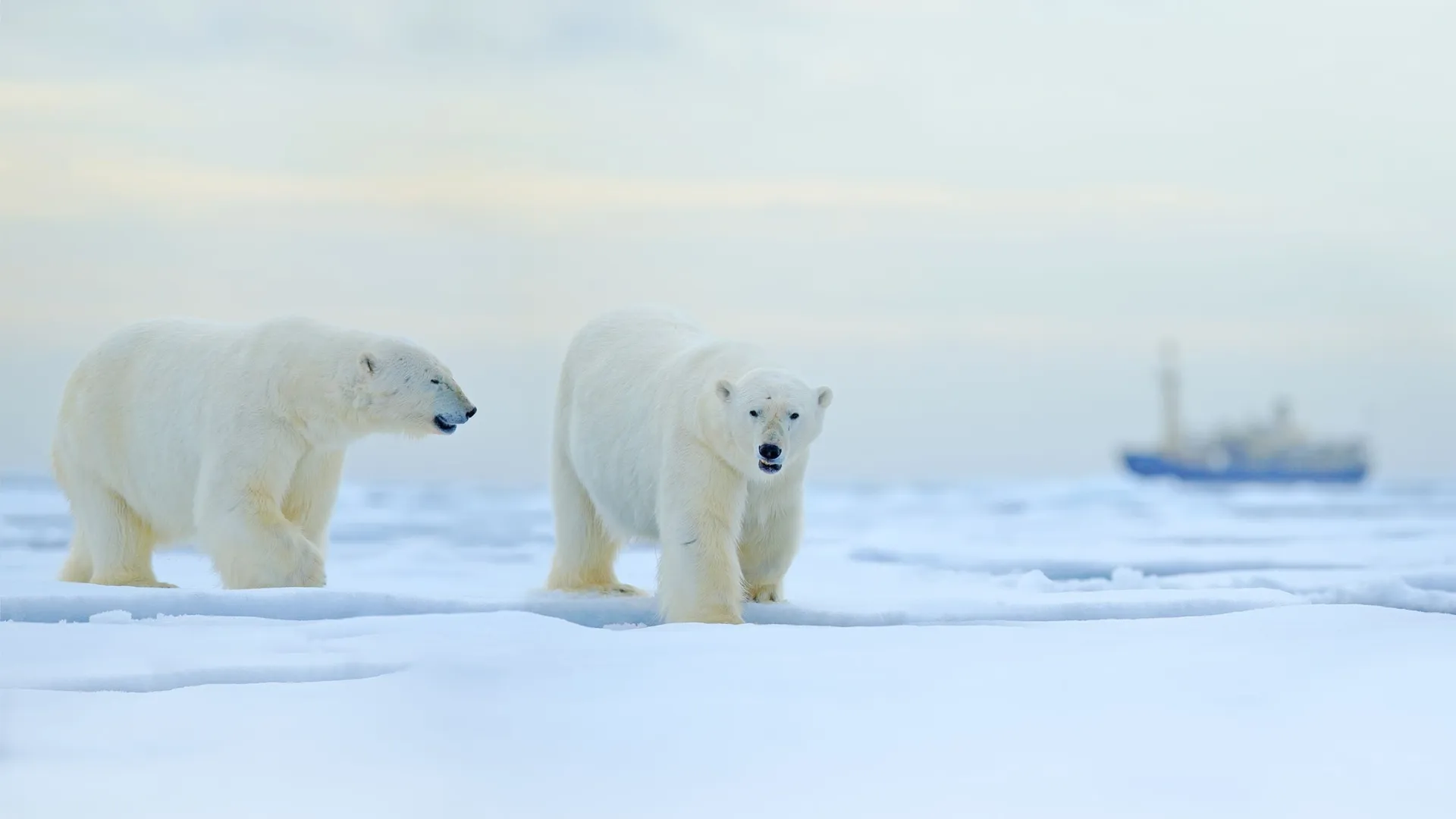 Фото: Ondrej Prosicky / Shutterstock / Fotodom