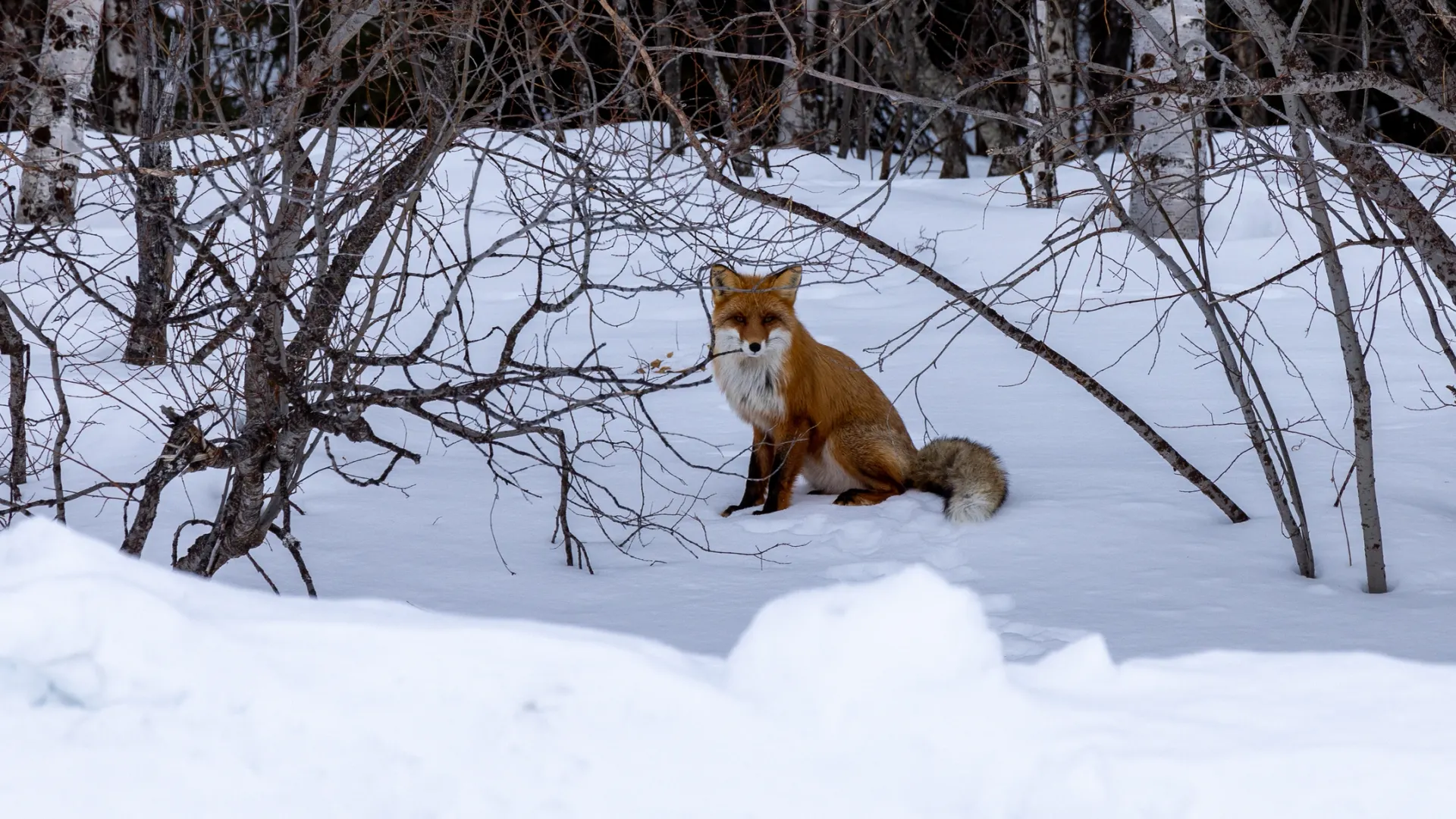 Фото: Сергей Зубков / «Ямал-Медиа»