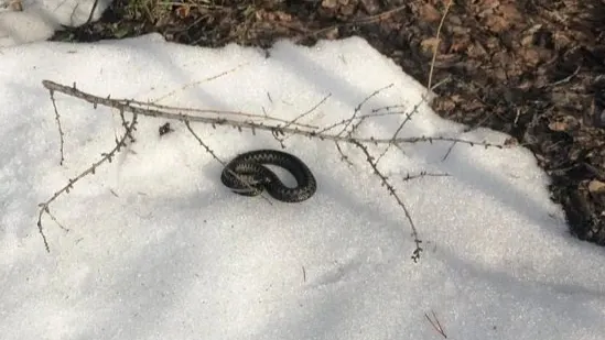 Фото: vk.com/nospok_noyabrsk