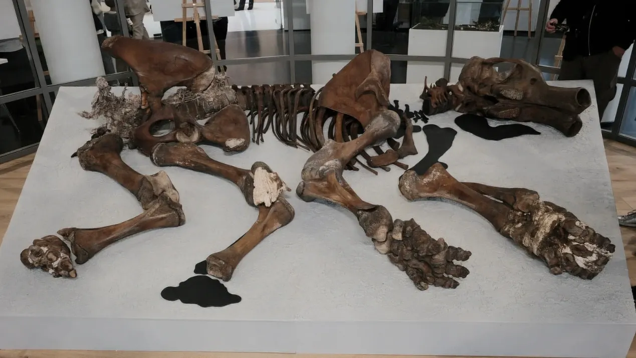 Фото: Паулина Пастиева / ГАУК ЛО «Международный центр реставрации»