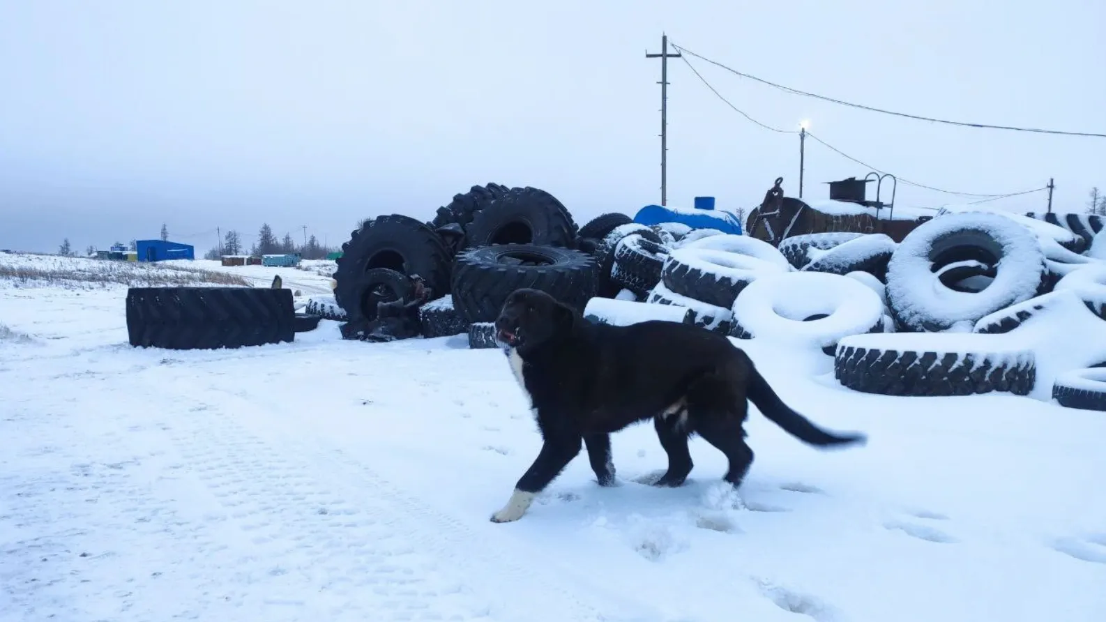 С каждым разом объем привезенных новоуренгойцами на полигон «Экотехнология» старых покрышек уменьшается. Фото: «Ямал-Медиа»