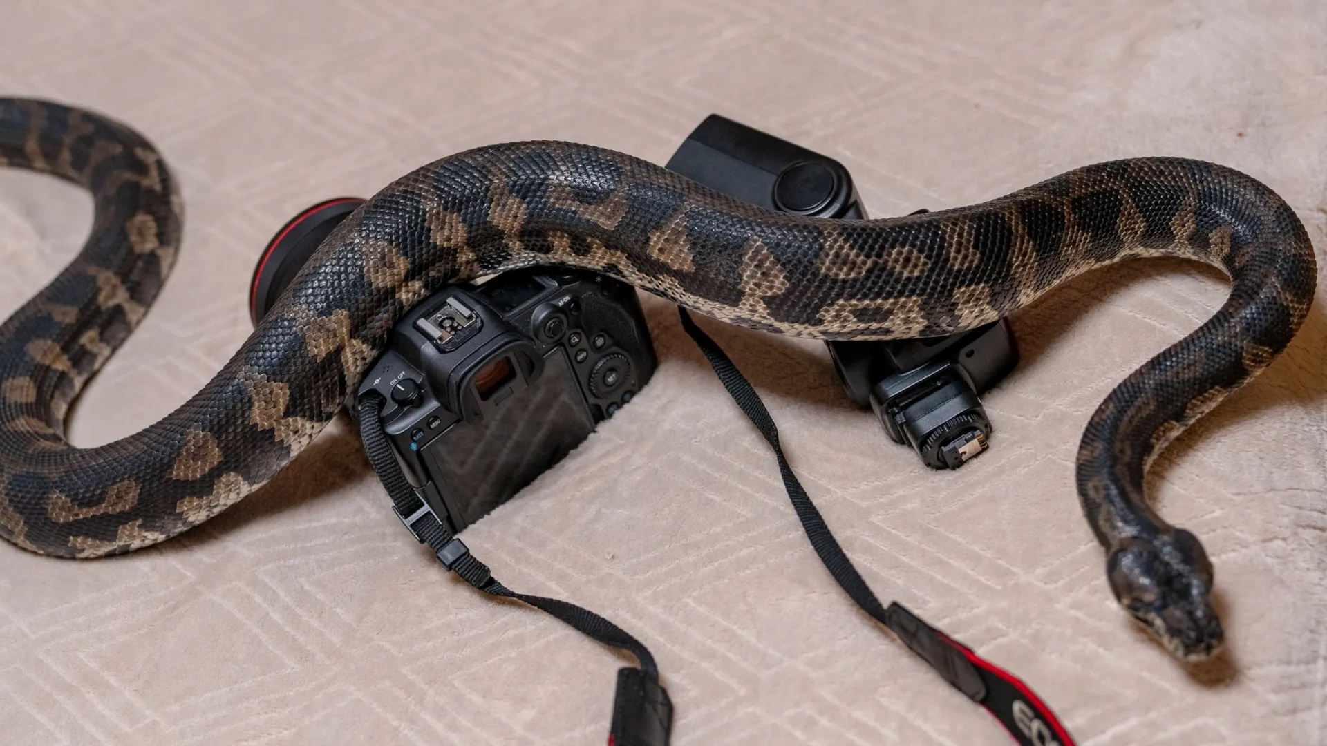 Фото: Сергей Зубков / «Ямал-Медиа»