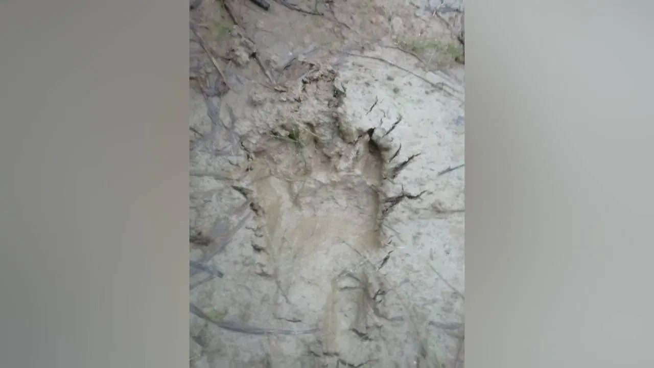 Медвежий след. Фото предоставил Дмитрий Мирошниченко