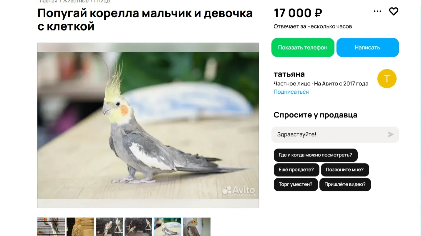 Фото: скриншот сайта «Авито»