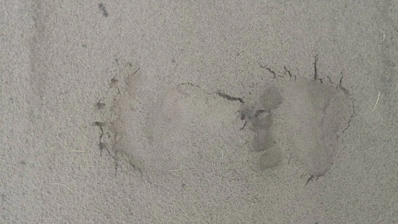 Медвежий след. Фото предоставил Дмитрий Мирошниченко