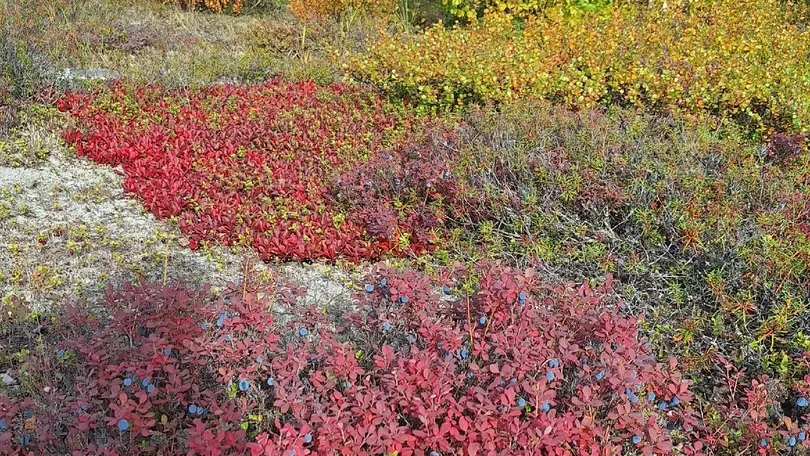 Чудесная осенняя тундра. Фото из личного архива Галины Кузнецовой 